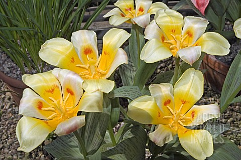 TULIPA_KAUFMANNIANA