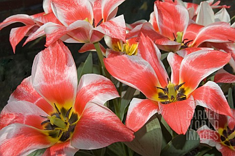 TULIPA_KAUFMANNIANA_PLAISIR