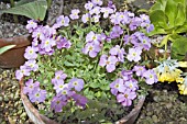 AUBRETIA HYBRID IN A POT