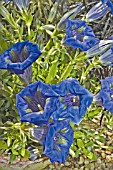 GENTIANA ACAULIS FREI