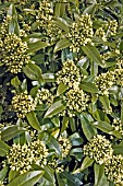 SKIMMIA LAUREOLA