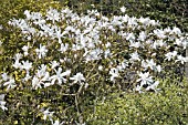 MAGNOLIA STELLATA