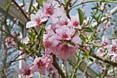 BLOSSOM ON  PRUNUS PERSICA VAR. NECTARINA,  NECTARINE LORD NAPIER