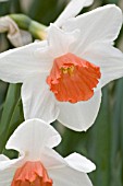 NARCISSUS DECOY