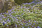 ANEMONE BLANDA ATROCAERULEA IN WOODLAND