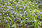 ANEMONE BLANDA ATROCAERULEA AND MUSCARI LATIFOLIUM