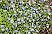 ANEMONE BLANDA ATROCAERULEA