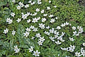 ANEMONE NEMOROSA