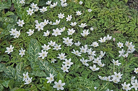 ANEMONE_NEMOROSA