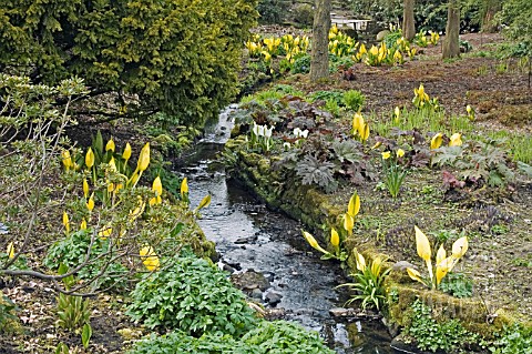 LYSICHITON_AMERICANUS_AND_LYSICHITON_CAMTSCHATCENSIS_GROWING_BY_STREAMSIDE