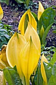 LYSICHITON AMERICANUS