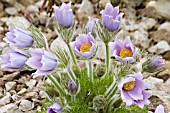 PULSATILLA VULGARIS