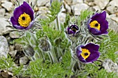 PULSATILLA VULGARIS