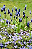 MUSCARI LATIFOLIUM AND ANEMONE BLANDA ATROCAERULEA