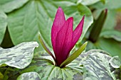 TRILLIUM CHLOROPETALUM VAR. GIGANTEUM