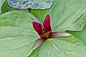 TRILLIUM CHLOROPETALUM VAR. GIGANTEUM