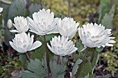 SANGUINARIA CANADENSIS FLORA PLENA