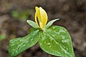 TRILLIUM LUTEUM