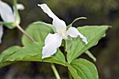 TRILLIUM GRANDIFLORUM