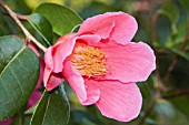 CAMELLIA X WILLIAMSII GOLDEN SPANGLES