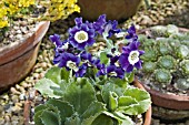 PRIMULA AURICULA OLD IRISH BLUE