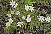 ANEMONE NEMOROSA