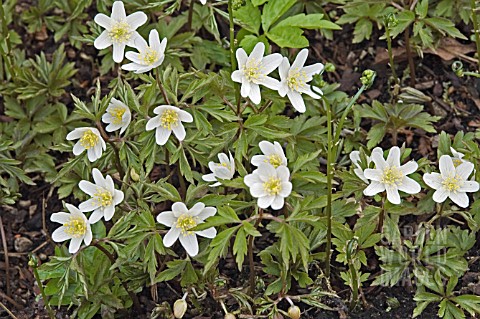 ANEMONE_NEMOROSA