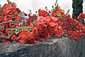 CHAENOMELES X SUPERBA GROWING OVER GARDEN WALL