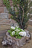 POLYANTHUS,  PRIMULAS PLANTED IN A HOLLOW LOG