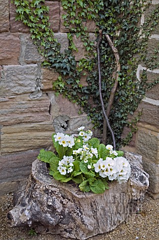 POLYANTHUS__PRIMULAS_PLANTED_IN_A_HOLLOW_LOG