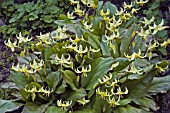 ERYTHRONIUM PAGODA