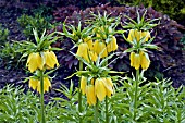 FRITILLARIA IMPERIALIS