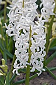 HYACINTHUS ORIENTALIS WHITE FESTIVAL