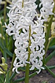 HYACINTHUS ORIENTALIS WHITE FESTIVAL