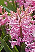 HYACINTHUS ORIENTALIS MULTIFLORA ROSE