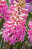 HYACINTHUS ORIENTALIS RED MAGIC