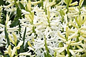 HYACINTHUS ORIENTALIS MULTIFLORA WHITE