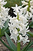 HYACINTHUS ORIENTALIS POLAR GIANT