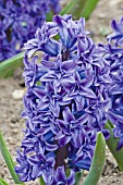 HYACINTHUS ORIENTALIS CRYSTAL PALACE