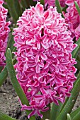 HYACINTHUS ORIENTALIS FANTASY