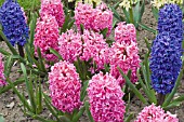 HYACINTHUS ORIENTALIS FANTASY AND CRYSTAL PALACE