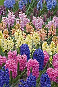 MIXED BED  OF HYACINTHUS ORIENTALIS