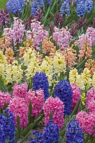 MIXED_BED__OF_HYACINTHUS_ORIENTALIS