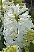 HYACINTHUS ORIENTALIS WHITE PEARL