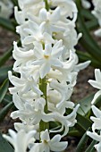 HYACINTHUS ORIENTALIS POLAR GIANT