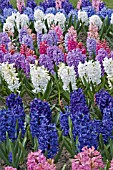 MIXED BED OF HYACINTHUS ORIENTALIS