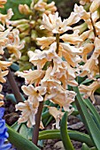 HYACINTHUS ORIENTALIS ODYSSEUS