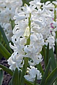 HYACINTHUS ORIENTALIS MADAME SOPHIE