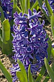 HYACINTHUS ORIENTALIS OSTARA