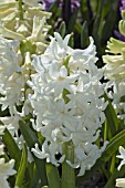 HYACINTHUS ORIENTALIS LINNOCENCE